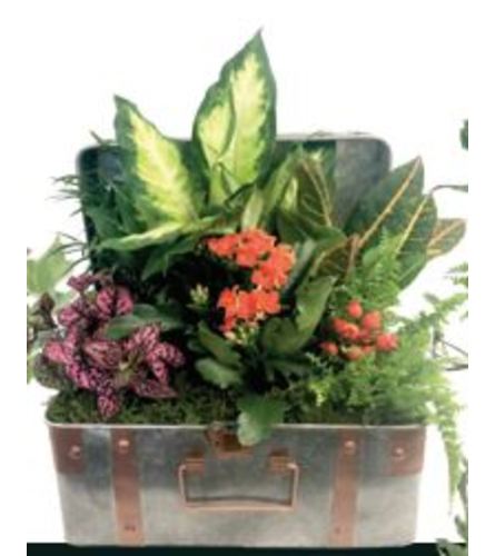 Penny Flowering Metal Chest Planter