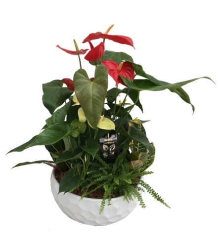 Anthurium Tropical Garden