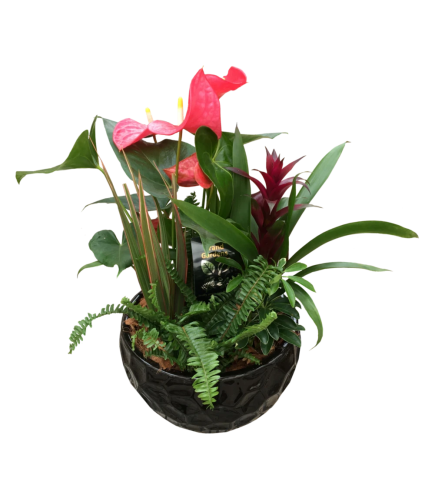 Anthurium Bromeliad Planter