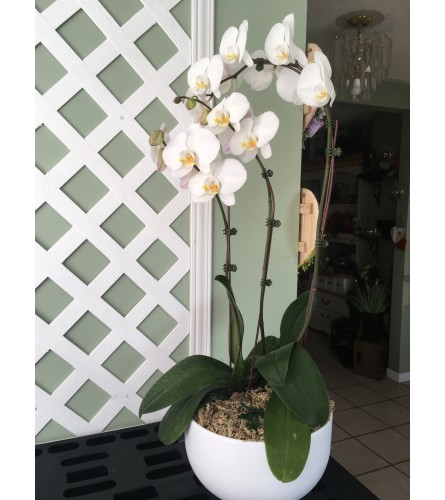 Large Potted Orchid