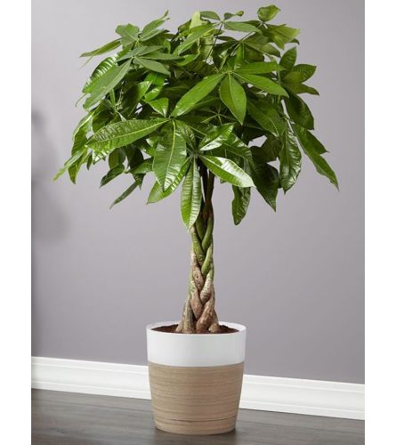 Deluxe Money Tree