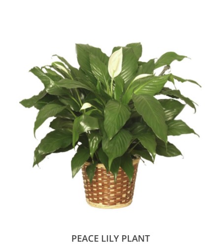 Peace Lily Plant 6” in Basket