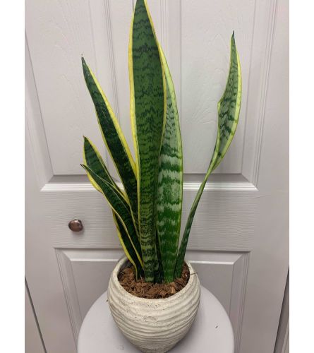 Sansevieria (Snake Plant)