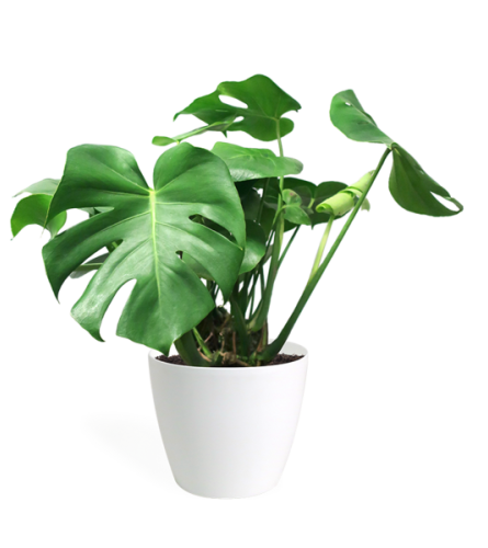 monstera with pot