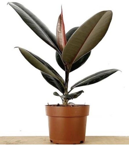 rubber plant with no pot