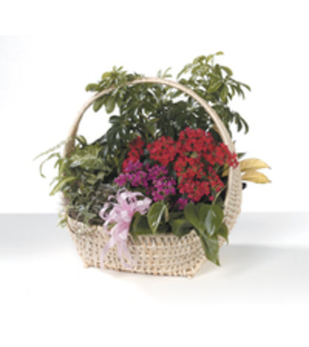 Garden Basket with flowering plant