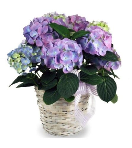 BLUE Hydrangea plant in a basket