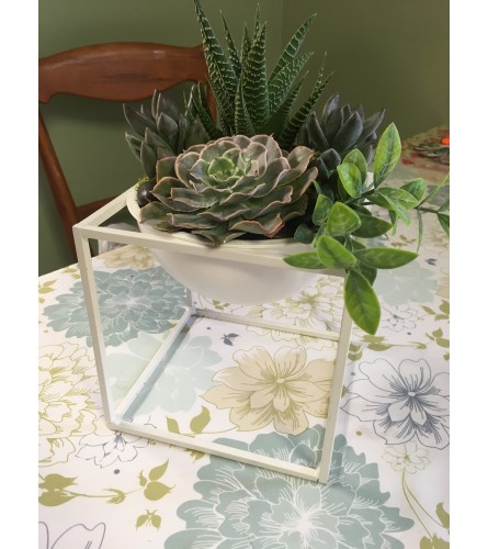 Succulent in White Planter. An arrangement by Flowers by Anna.