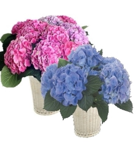 Potted Hydrangea Plants