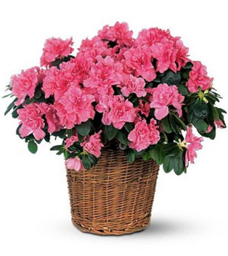 Azalea Plants