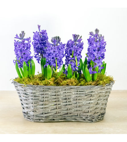 Hyacinth Plants