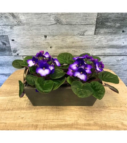 African Violets in Stained Wooden Container