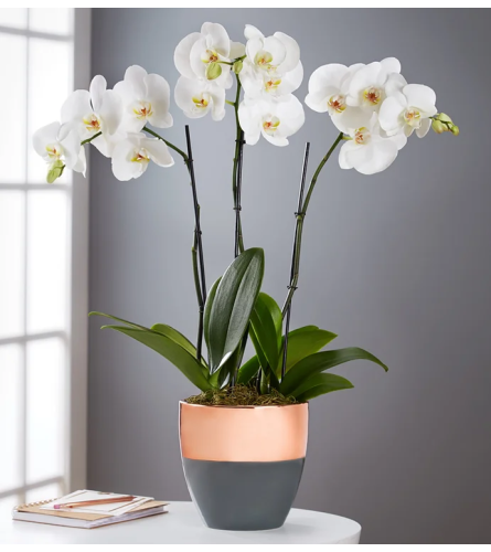 Modern Simplicity Orchids