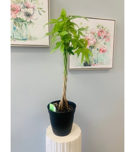 8" Money Tree