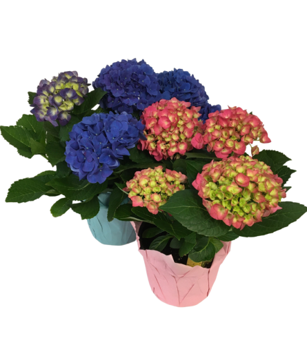 Colourful Hydrangea Plant