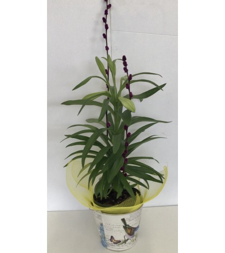 Easter Lily Delight (Container Varies). An arrangement by Roma Flowers and Gifts.