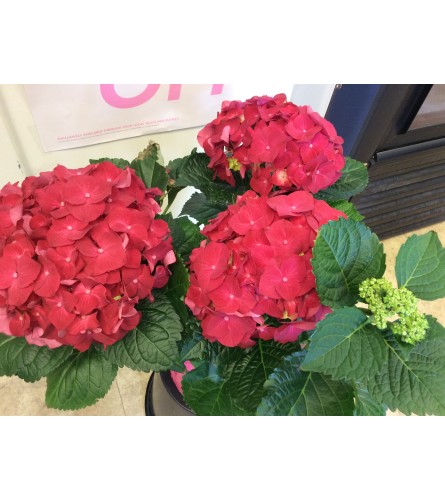 Colourful Hydrangea - Deluxe. An arrangement by Kitchener Ontario Florist.