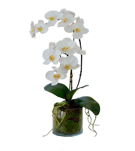 Double Stem Phalaenopsis Orchid Plant