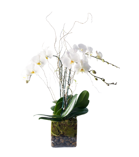 Phalaenopsis Plant Trio