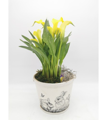 Spring Calla Lily Pot