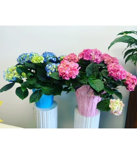 Extra Large 10" Hydrangea Plant (Pink, Blue or White)