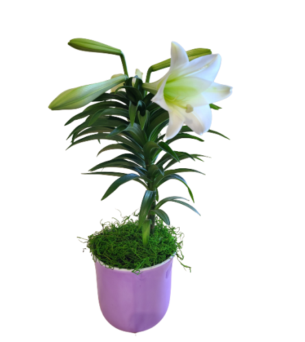 Graceful Easter Lily