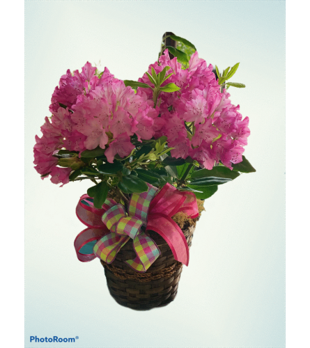 Rhododendron Plant