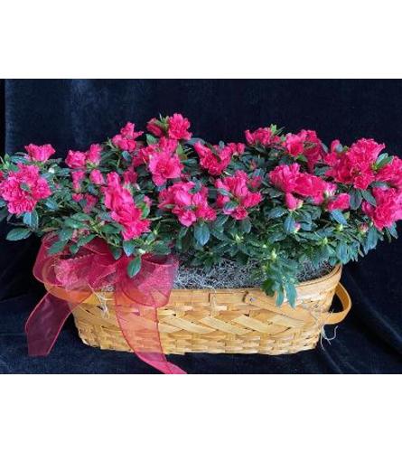 Azalea in basket