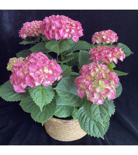 Pink Hydrangea plant1