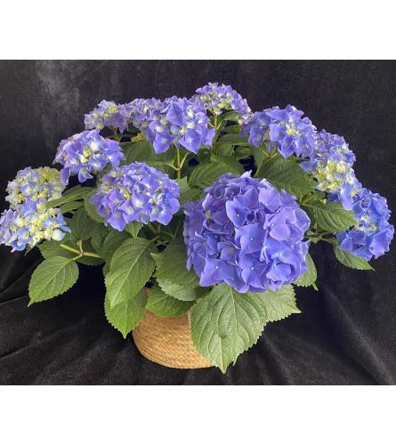 Blue Hydrangea plant1