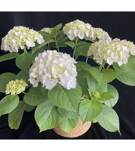 White Hydrangea plant1