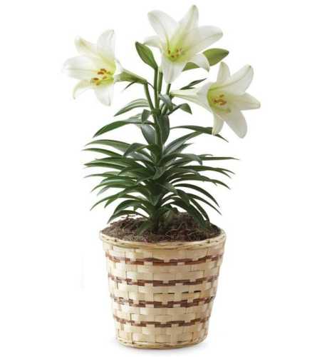 Easter Lily in a Basket