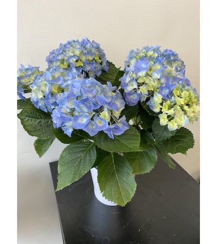 Beautiful Sky Blue Hydrangea Plant. An arrangement by Osborne Florist.
