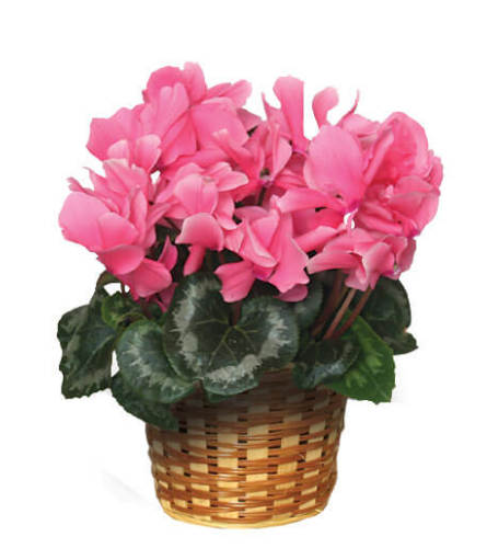 Blooming Cyclamen Plant