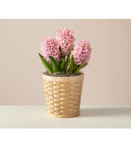 Hyacinth Potted Plant