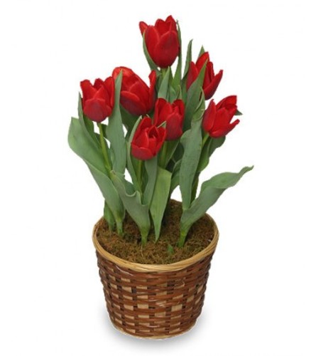 Tulip Potted Plant