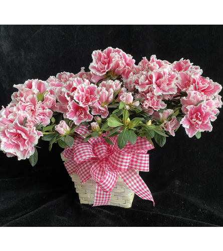 Single Azalea in basket