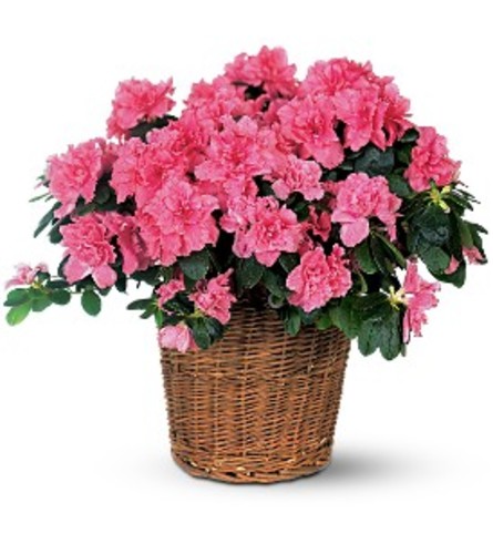 Blossoming Pink Azalea