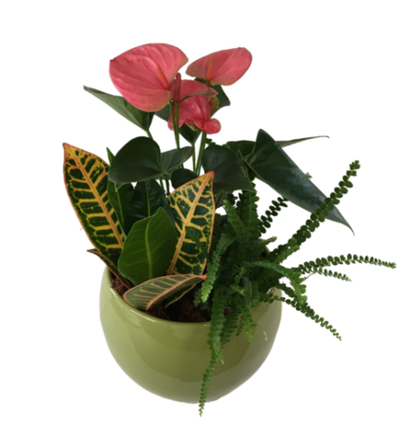 Medium Round Planter Green. An arrangement by Owen Sound Flowers.