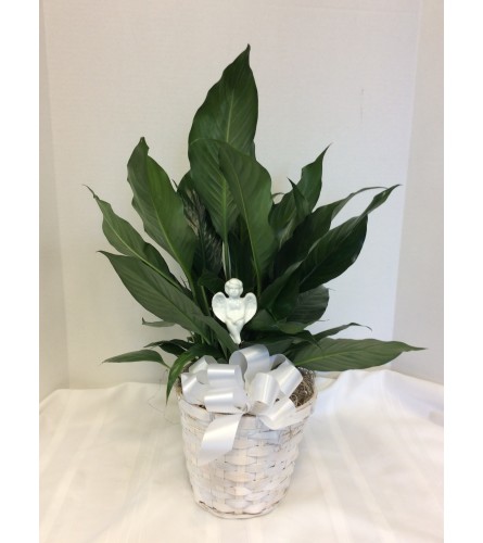 Peace Lily Plant in Basket with Angel Pick