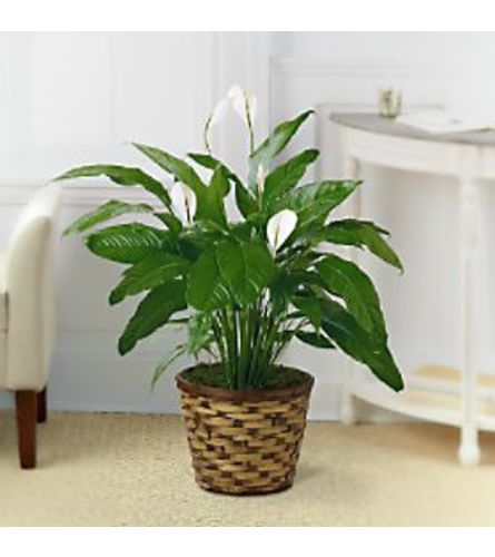 FTD® Peace Lilly Plant