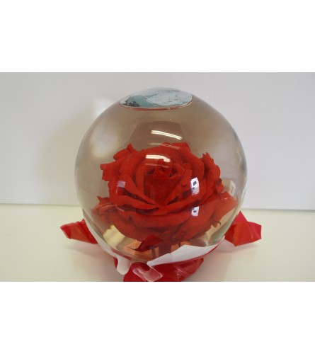 Real Rose Globe - Red