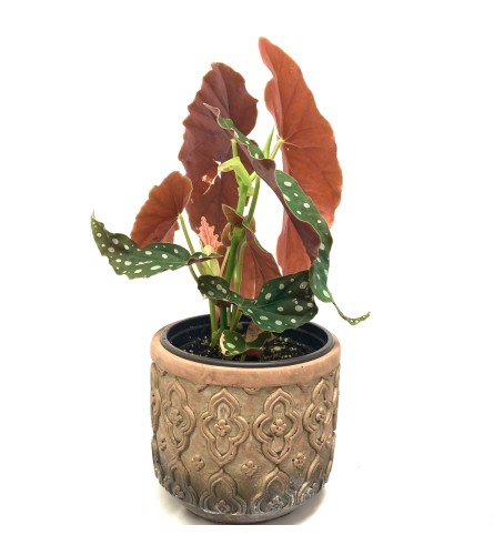 Begonia Maculata. An arrangement by Violeta's Flower Shop.