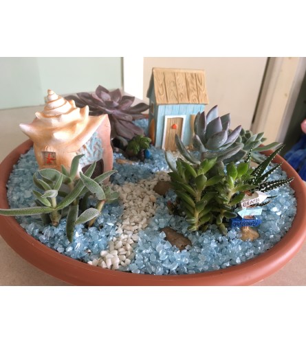 Seaside Succulent Arrangement