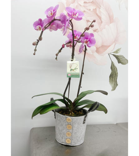 Tranquil Orchids. An arrangement by Grande Prairie Florist.