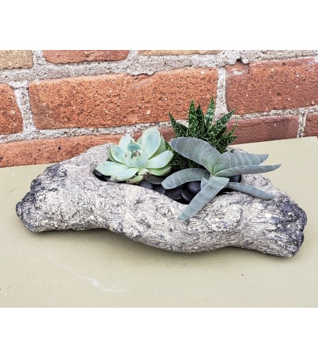 'By Design' Natural Succulent in Stone