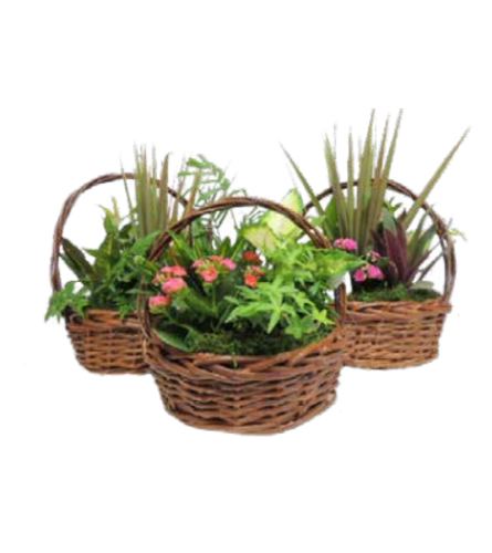 Rustic Basket Planter