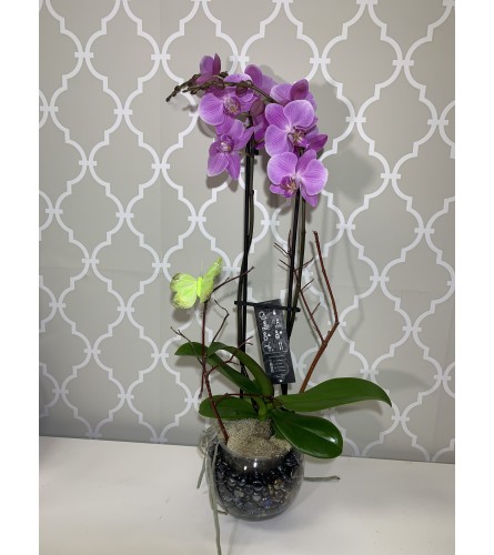 Pretty Purple Orchid