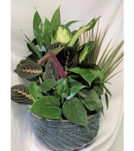 dish gardens growing in a ceramic bowl