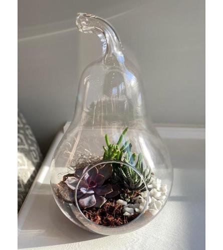 Juicy Pair Terrarium